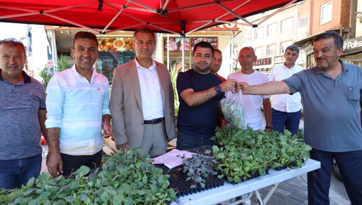 İzmit Belediyesi 480 bin lahana fidesini vatandaşlara dağıttı