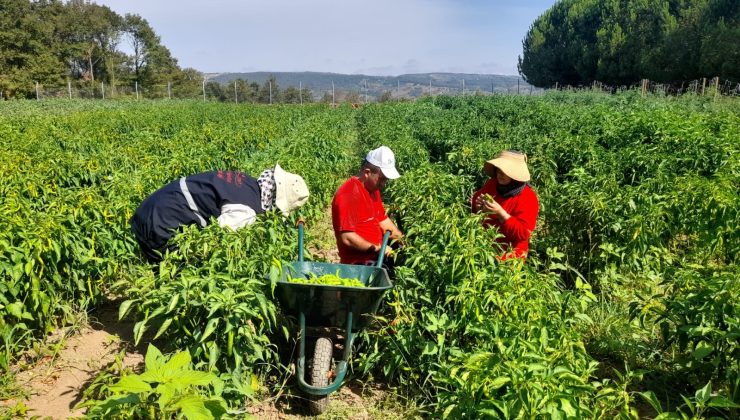 İzmit Belediyesi yazın bereketini halkla paylaştı